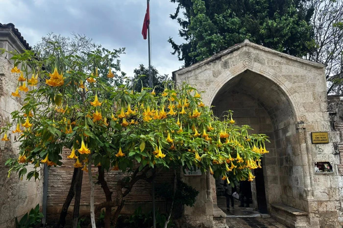 ADANA'dan Enfes Kareler