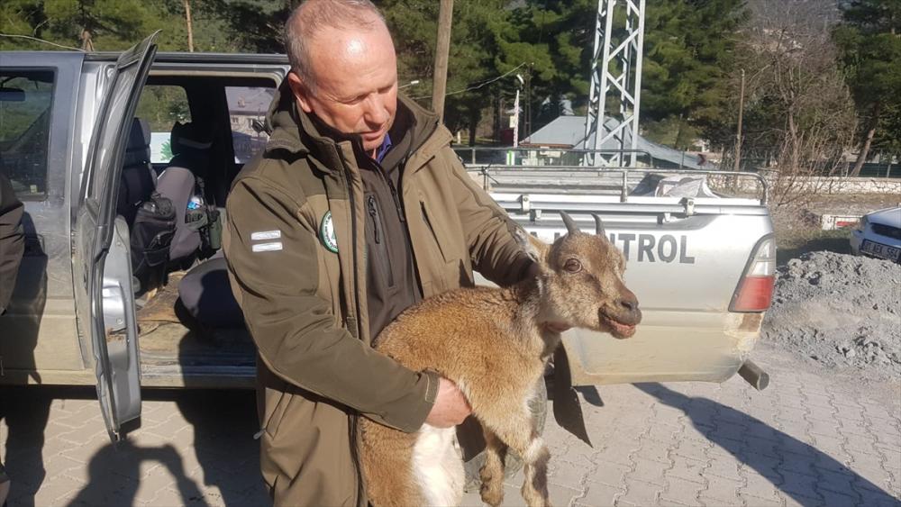 Adana'da hastalanan dağ keçisi, tedavi için hayvanat bahçesine götürüldü