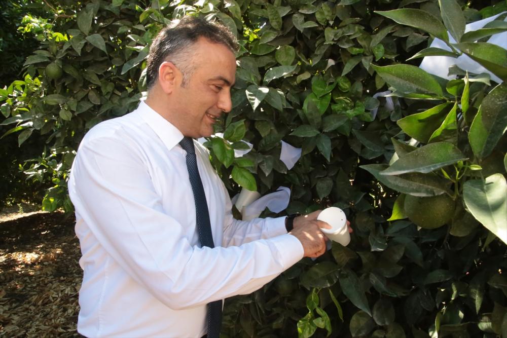 Adana'da turunçgil bahçelerine 30 bin faydalı böcek salındı