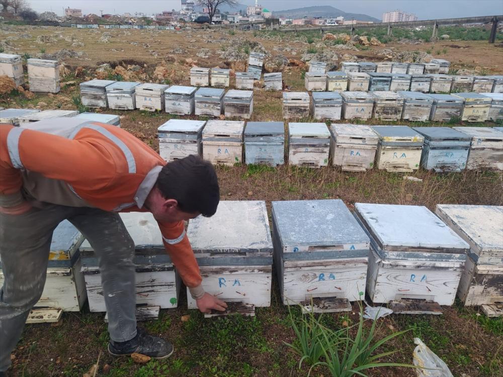 Adana Kozan'da bazı kovanlarda görülen arı ölümleri üzerine inceleme başlatıldı