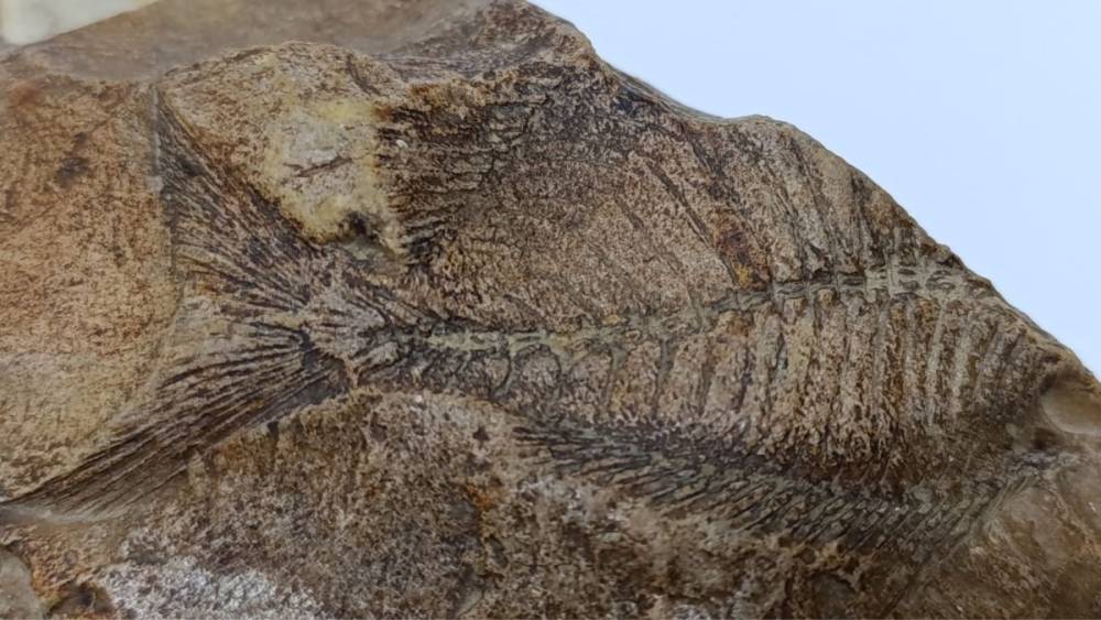 Besni’de hazine değerinde fosil bulundu 