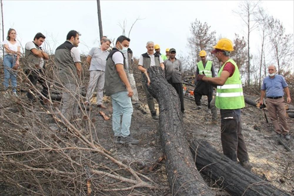 Adana Orman Bölge Müdürü Mahmut Yılmaz, Osmaniye'deki yangında yanan alanları inceledi