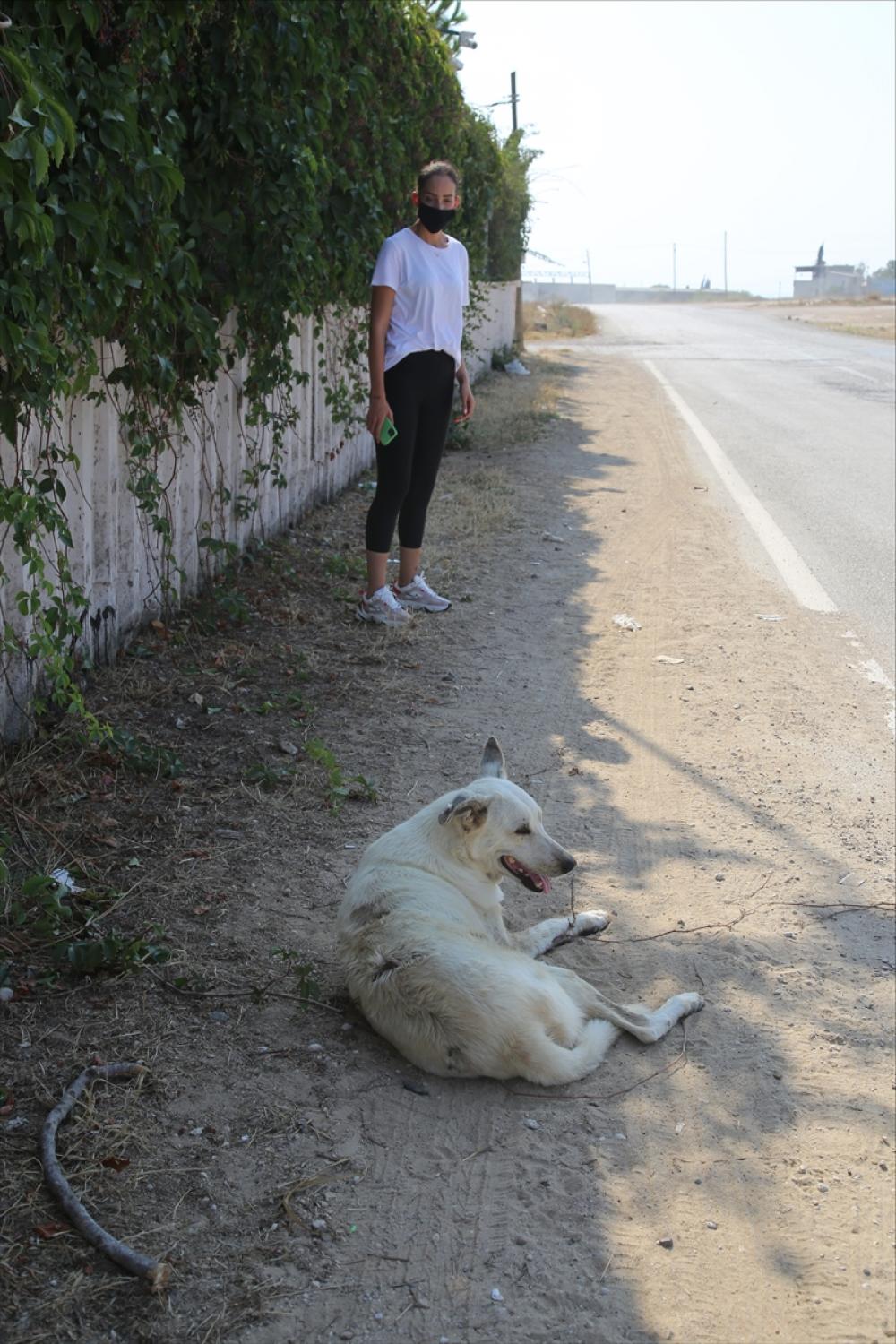 Adana'da özel güvenlik görevlisinin sokak köpeğinin üzerine sıcak su dökmesi kamerada