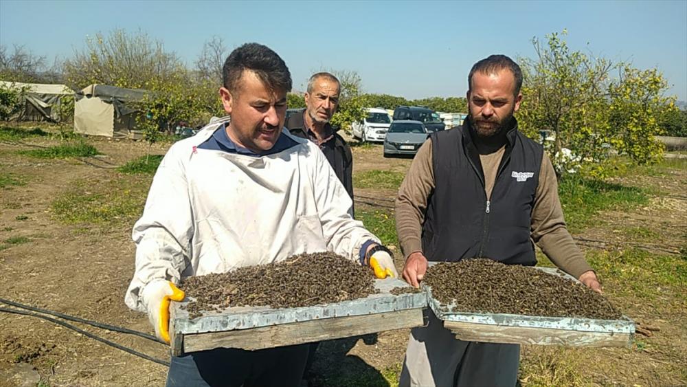 Adana'da görülen arı ölümleriyle ilgili inceleme yapıldı