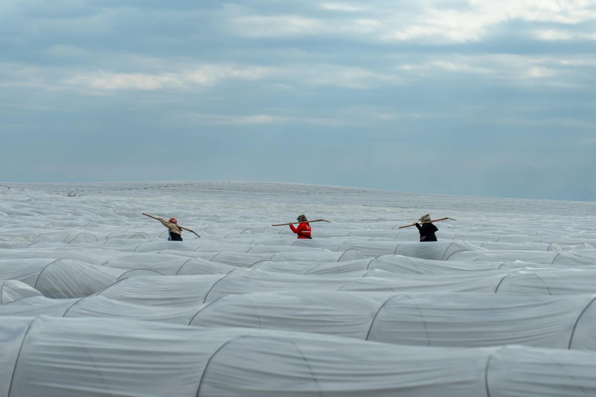 Adana&rsquo;da &ouml;rt&uuml; altı karpuz hasadında geri sayım başladı