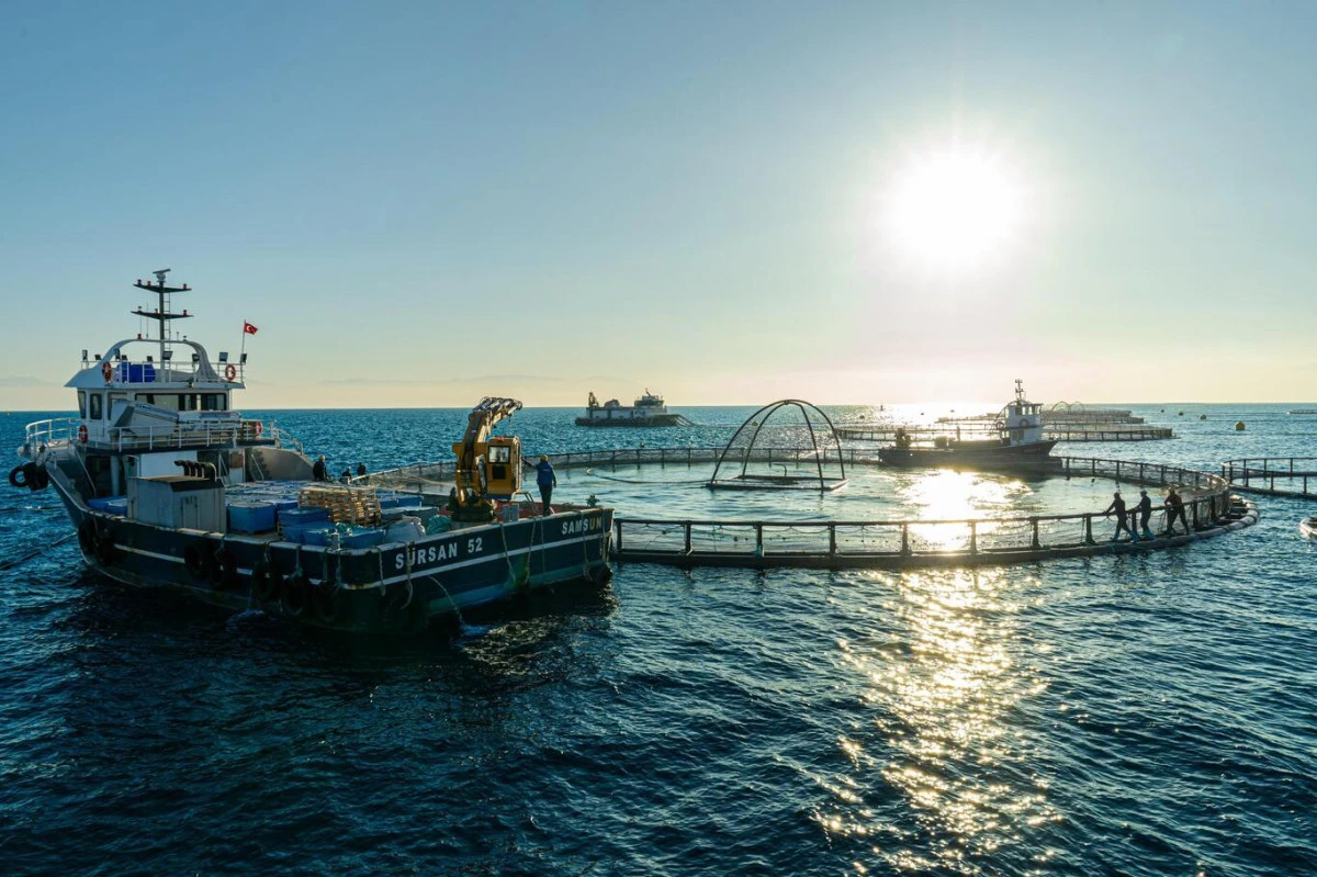 Denizde Kafes Balık&ccedil;ılığı Projesi ilk hasadını verdi