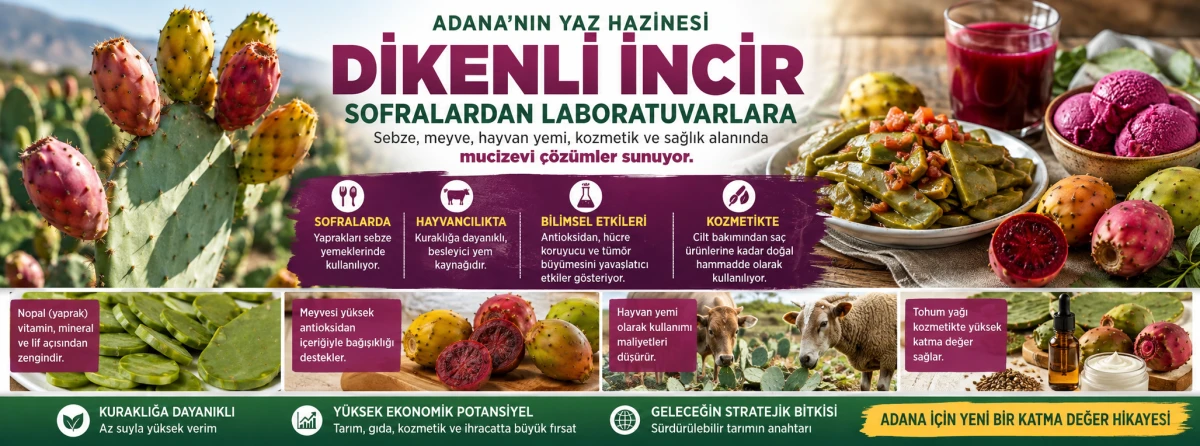 D&uuml;nyanın Keşfettiği Mucize Bitki: Dikenli İncir Meyvesinden Yaprağına Geleceğin S&uuml;per Gıdası Olabilir mi?